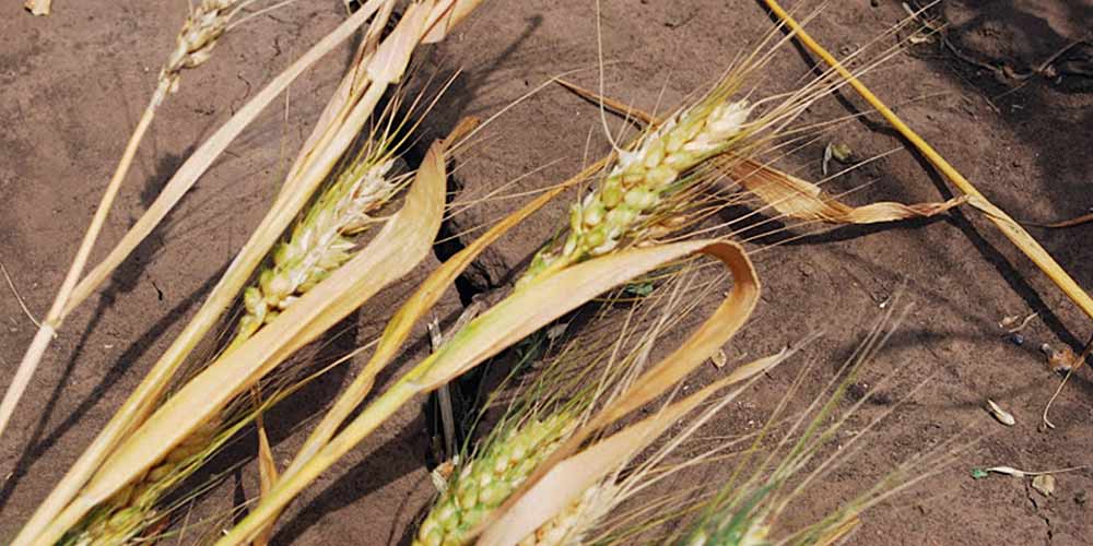 URF competition: Agricultural scientists want to create wheat varieties resistant to unfavorable conditions