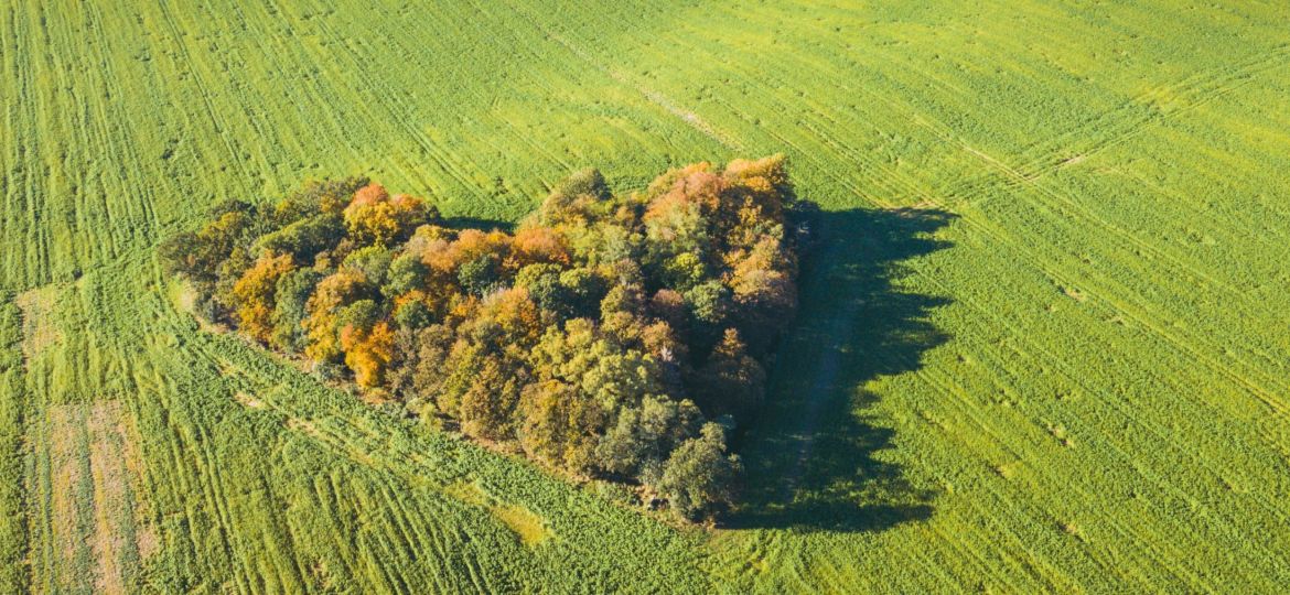 heart_in_the_field_in_poland_benkrut_istock_1284351284